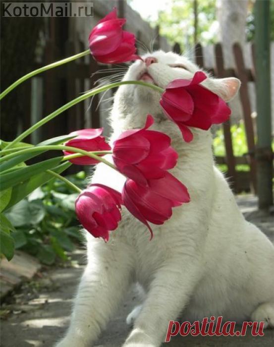 Весенние цветы! | KotoMail.ru