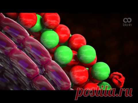 Программа БИО ИН пробиотики симбиотики