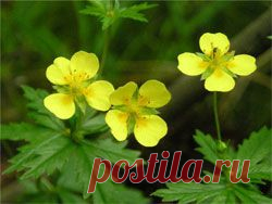 Калган - Здоровье, Красота -  - Познавательный Интернет-журнал "Умеха - мир самоделок"