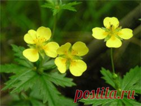 Калган - Здоровье, Красота -  - Познавательный Интернет-журнал &quot;Умеха - мир самоделок&quot;