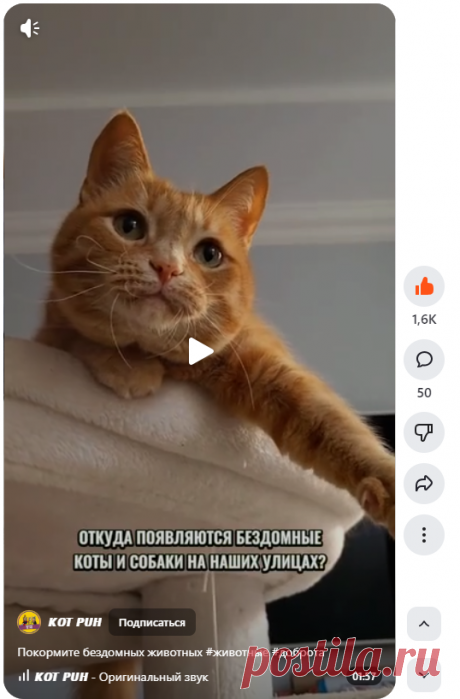 𝙆𝙊𝙏 𝙋𝙐𝙃 | Покормите бездомных животных #животные #доброта | Дзен