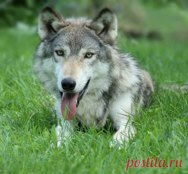 Gorgeous. | Grey Wolf Taken at Minnesota Wildlife Connection… | McKenzie Greenly | Flickr