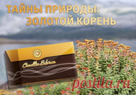 Тайны природы: золотой корень — Портал Здоровья Сибирского