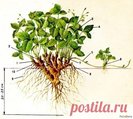 Одноклассники