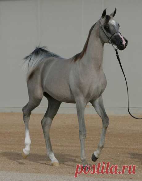 Striking silvery Arabian Filly,  
от floridaskip  |   Pinterest • Всемирный каталог идей