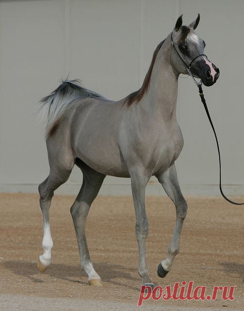 Striking silvery Arabian Filly,  
от floridaskip  |   Pinterest • Всемирный каталог идей