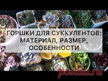 Горшки для суккулентов: размер, материал, особенности