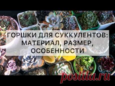 Горшки для суккулентов: размер, материал, особенности