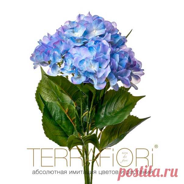 Гортензия куст