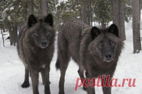 Топ-10: Душераздирающие истории про людей, оказавшихся один на один против диких животных | Чёрт побери В современной жизни легко: мы живём с комфортом в своих городах, защищённых от дикой природы, что на протяжении тысяч лет оставляло бы нас в положении уязвимых, слабых и напуганных. Хотя, живя на границе с дикой природой, человек не может чувствовать себя в безопасности. Бывают случаи, когда обитающие в близлежащих лесах хищники по каким-то причинам вместо своей обычной ...