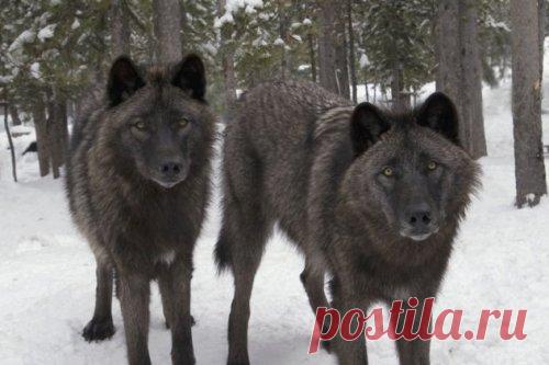 Топ-10: Душераздирающие истории про людей, оказавшихся один на один против диких животных | Чёрт побери В современной жизни легко: мы живём с комфортом в своих городах, защищённых от дикой природы, что на протяжении тысяч лет оставляло бы нас в положении уязвимых, слабых и напуганных. Хотя, живя на границе с дикой природой, человек не может чувствовать себя в безопасности. Бывают случаи, когда обитающие в близлежащих лесах хищники по каким-то причинам вместо своей обычной ...