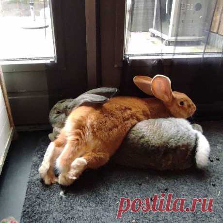 Photo shared by The Bunny Nation on January 04, 2021 tagging @flemishgiants_jasper_en_pieter.