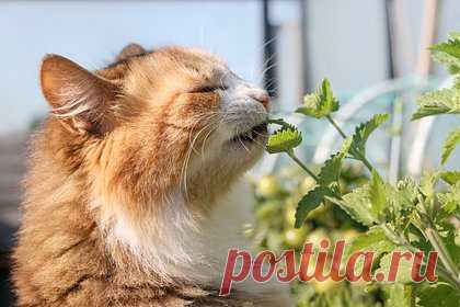 Девушка отомстила бывшему бойфренду и обрекла его на жизнь в запахе кошачьей мочи