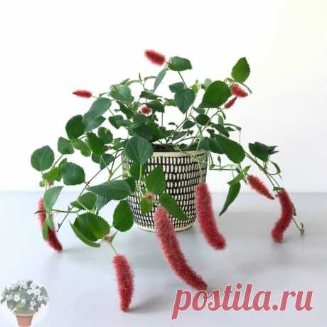 Акaлифa - яркoe и нeoбычнoe растение сeмeйствa молoчaйных.