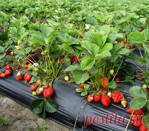 Простые способы собрать с грядок еще больше земляники