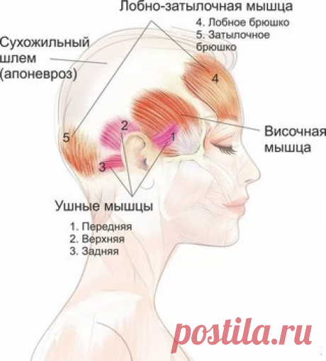 Упражнение «Шлем»: эффективная подтяжка лица без скальпеля!  

Упражнение "Шлем" - ключевое упражнения гимнастики для лица. Упражнение это впервые подробно описано Бенитой Кантиени, так что, возможно, кто-то с ним уже сталкивался. 

Если освоить "Шлем" в молодости, то лет до 45 вы вообще забудете о таких проблемах, как нависшие брови, опустившиеся веки, плоские скулы, носогубки, унылые уголки губ и брыли. 

Исходное положение: сидя или стоя, позвоночник выпрямлен. Кончик я...
