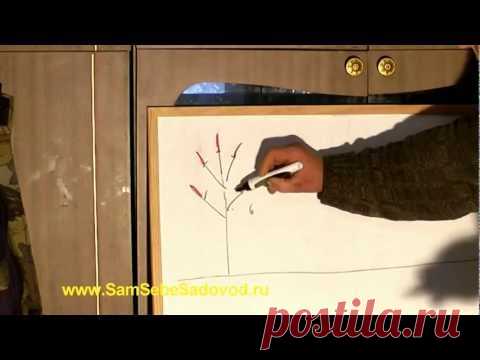 Прививка деревьев — больше идей « Видео-блог Садовода