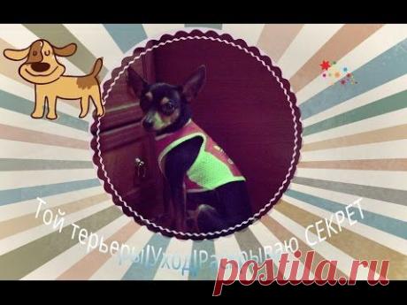 Правильный уход за той терьерами | Раскрываю СЕКРЕТ!!!