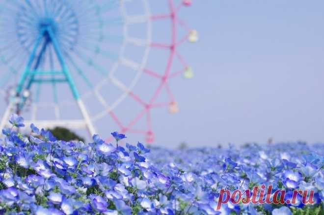 Национальный парк Хитачи, Япония В буквальном переводе с японского Hitachi означает «рассвет». Японский национальный приморский парк Хитачи (Hitachi Seaside Park) расположен в префектуре Ибараки на о.Хонсю.Особенно известен парк синими немофилами — цветами с прозрачными синими лепестками. В течение года, в определенный...