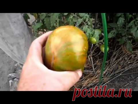 Описание сорта томата ПОЛОСАТЫЙ ШОКОЛАД