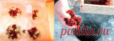 Ловля карпа на макуху(макушатник)