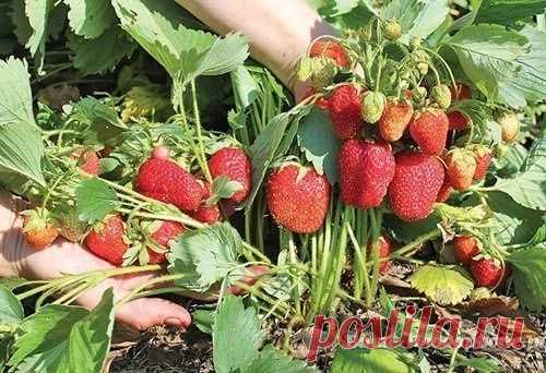 ЗЕМЛЯНИКА ЛЮБИТ ХВОЮ