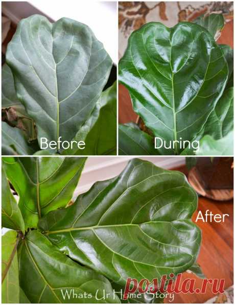 Уход за листьями