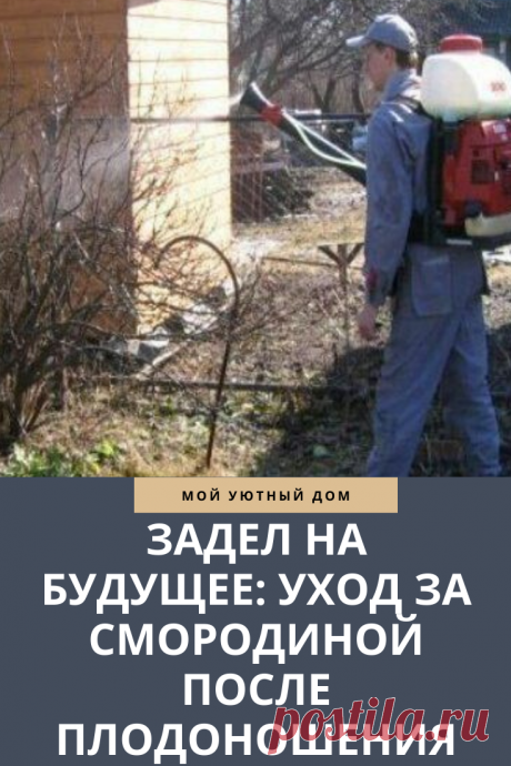 Советы как ухаживать за смородиной после плодоношения