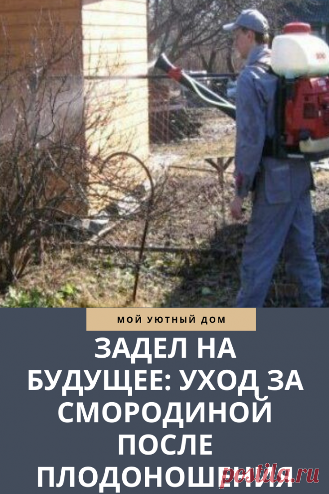 Советы как ухаживать за смородиной после плодоношения