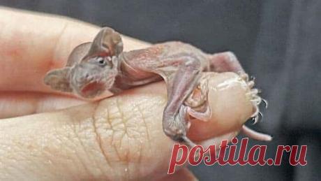 I Never Knew Bats Could Be This Adorable