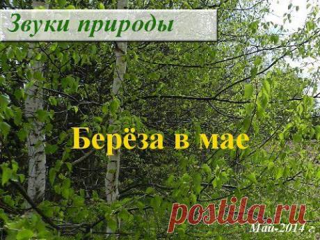 Природа в мае. Берёза. Ветер. Медитация на зеленый цвет - YouTube