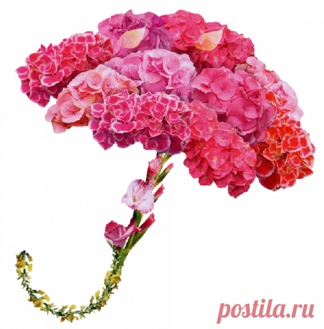 разные красивые детали на прозрачном фоне: 19 тыс изображений найдено в Яндекс.Картинках