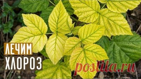 Самый эффективный метод борьбы с хлорозом / Садовый гид