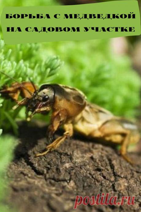 борьба с медведкой на садовом участке