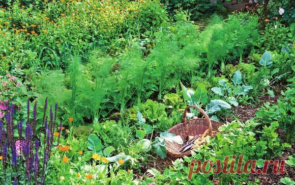 Им хорошо друг с другом, или О совместимости овощных культур