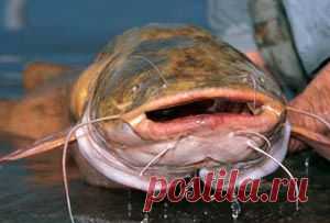 Рыбалка видео: Способы ловли сома