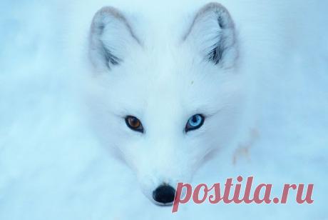 Природная гетерохромия: 13 невероятно красивых животных с разноцветными глазами | Art | Арт