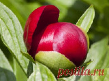 Секреты размножения пионов весной Готовь сани летом, а пионы высаживай осенью – неписаные правила дачников и цветоводов. Но на практике с пионами не всегда получается именно так. Как же быть, если пиона попали в наши руки весной? Обречена ли на провал попытка дать им прописку в своих садах и цветниках? Или можно как-то спасти положение? Опытные цветоводы справляются с этой задачкой со звездочкой вполне успешно. Чему же у них можно научиться?