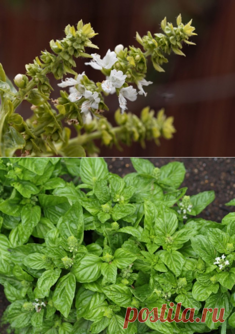Базилик обыкновенный (Ocimum basilicum L.).