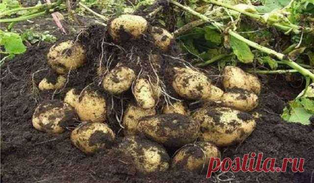 КАК С 20 КУСТОВ СОБРАТЬ 40 ВЕДЕР КАРТОФЕЛЯ! ЭТО НЕВЕРОЯТНО ПРОСТО! — Домашние заботы