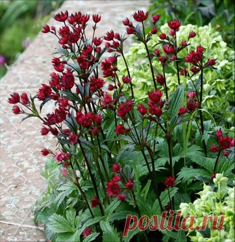 Многолетники, цветущие весь сезон: часть 1 | Наталья Кудрявцева | Яндекс Дзен