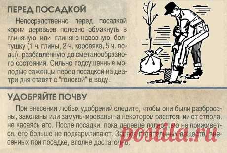 Посадка плодовых деревьев