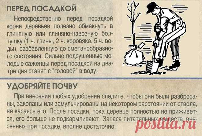 Посадка плодовых деревьев