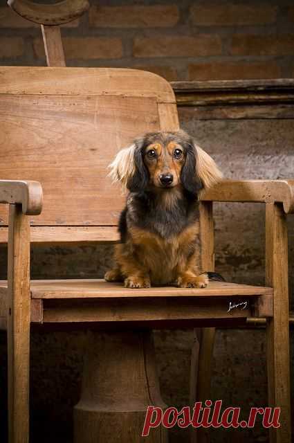 Teckel | Flickr - Photo Sharing!