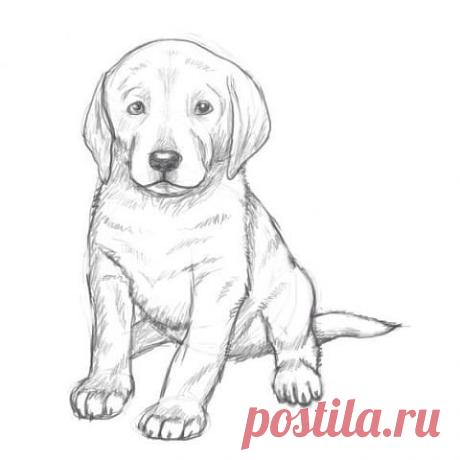 Рисуем щенка