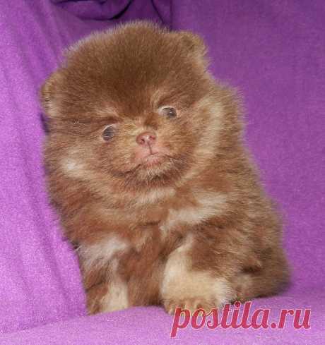 шоколадно подпалый мальчик