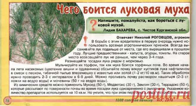 Чего боится луковая муха?