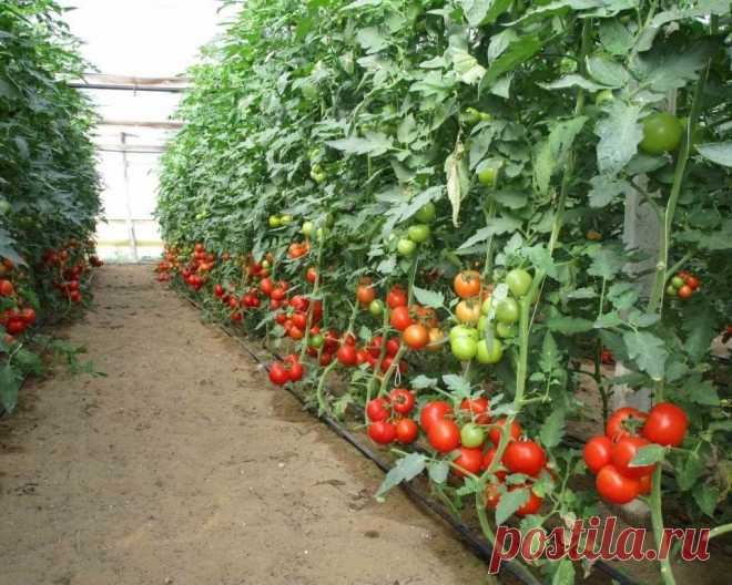 Народные средства для подкормки помидоров – самые лучшие рецепты 

Томаты можно подкармливать не только готовыми удобрениями на основе химических соединений. Также отлично зарекомендовали себя натуральные подкормки, благодаря которым растения дают хороший урожай.

Внесение удобрений способствует правильному росту и развитию кустов помидоров, обильному цветению, качественному завязыванию плодов, их быстрому созреванию и увеличению количества урожая.

Первый раз помидоры под...