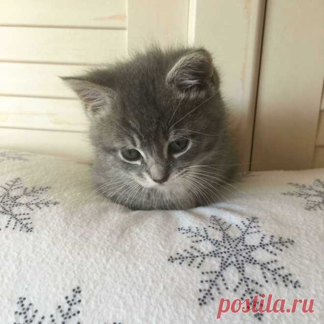 Милые малыши-котята растопят ваше сердце