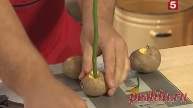 Как вырастить розу из черенка: 